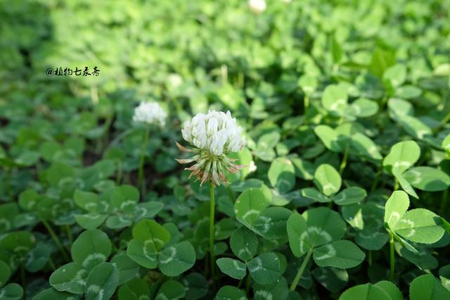 白三葉草，不但栽培，觀賞期長(zhǎng)，管理方法簡(jiǎn)單而且花繁葉茂