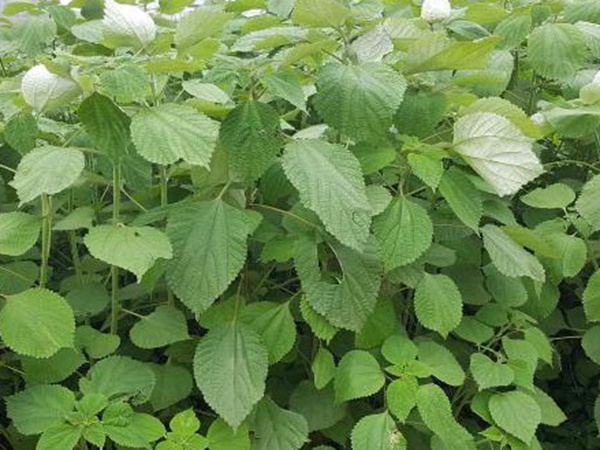 牧草養(yǎng)豬技術(shù)有什么需要注意的，牧草種植方法有哪些？