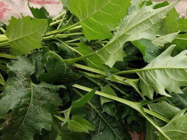 串葉松香草牧草——養(yǎng)畜禽種牧草選對(duì)品種很重要