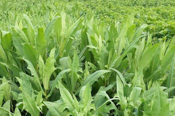 春季栽種苦荬菜種子營(yíng)養(yǎng)價(jià)值高好賣錢
