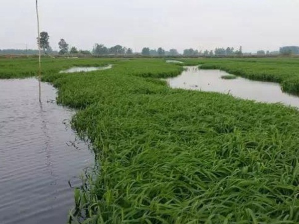 小米草怎么樣才能提高小龍蝦養(yǎng)殖效益？小米草種植怎么管理比較合適？