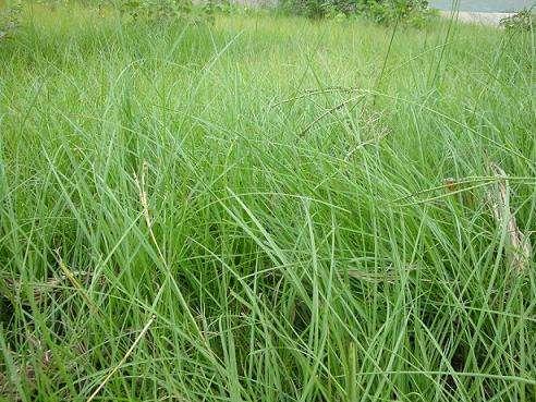 百喜草如何種植，種植方法是什么？