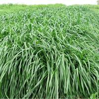 秋冬季節(jié)適合養(yǎng)殖種牧草嗎？種植什么牧草比較好？
