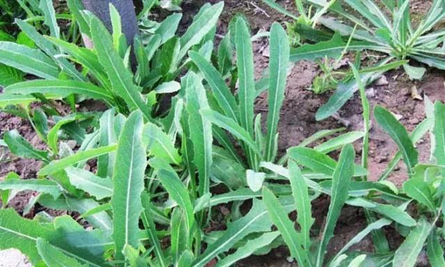 苦荬菜怎樣種植效果好？怎么種植可以高產(chǎn)量