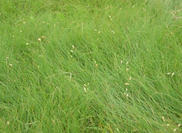 野牛草種植這幾個步驟一定要掌握好，種植就比較簡單