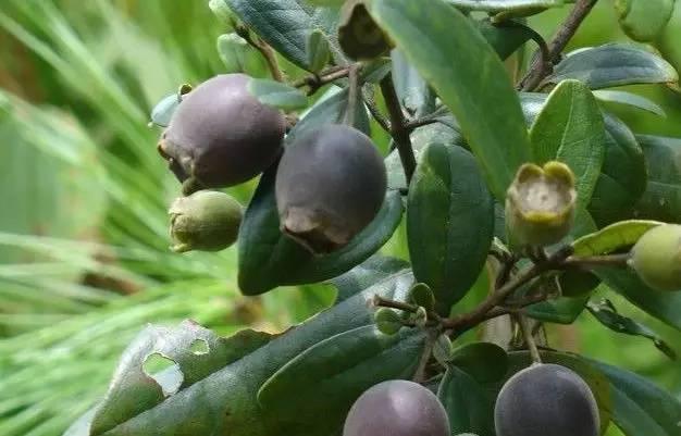 桃金娘可以人工種植嗎？桃金娘種植方法是什么？