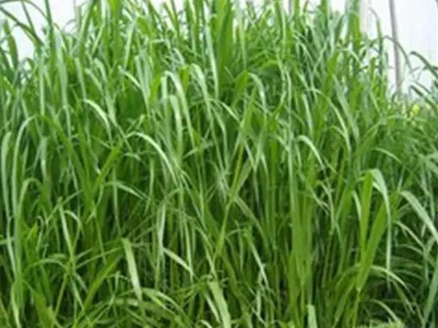 牧草種子——湖南稷子特性以及栽培技術(shù)