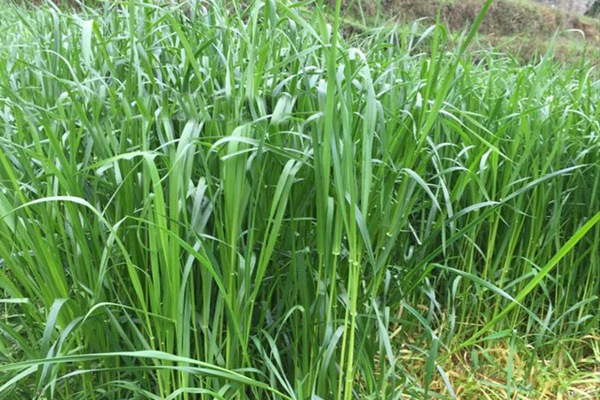 一年生黑麥草牧草種子適應(yīng)性強(qiáng)，易種植、產(chǎn)量高