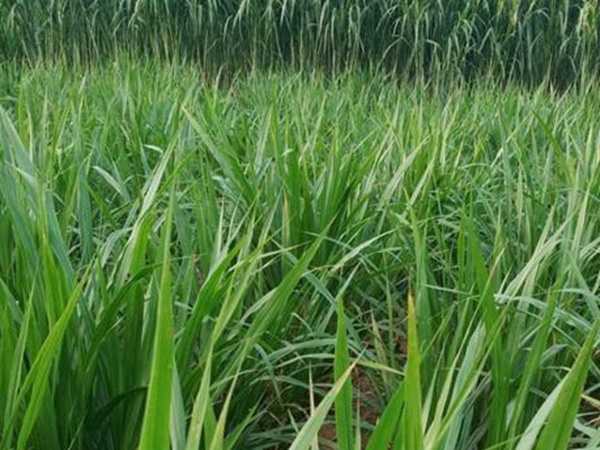 皇竹草種植經(jīng)濟(jì)效益有哪些？作用是什么？