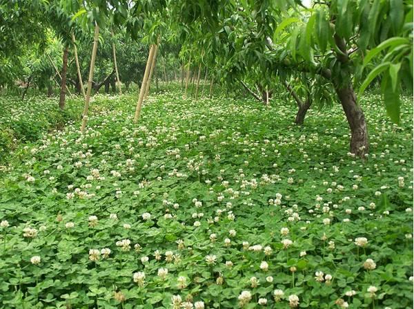 白三葉的種植技術(shù)，什么時(shí)候種植比較合適