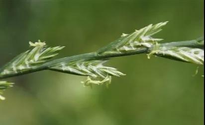 一年生黑麥草基本介紹，和多年生黑麥草有什么區(qū)別