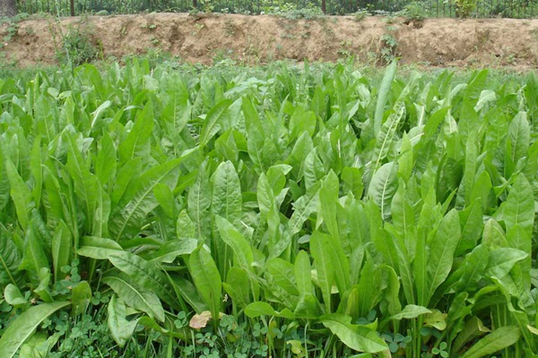 養(yǎng)豬用什么牧草種植比較好？