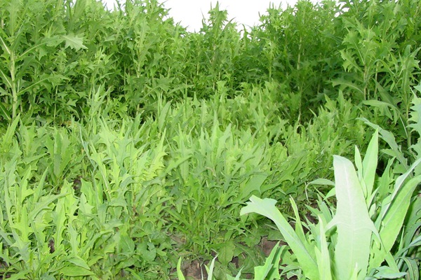 春季栽種苦荬菜種子營(yíng)養(yǎng)價(jià)值高好賣錢