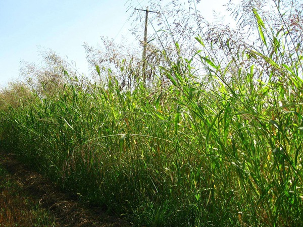 蘇丹草喂牛一畝可養(yǎng)幾頭牛，種植技術(shù)要點是什么