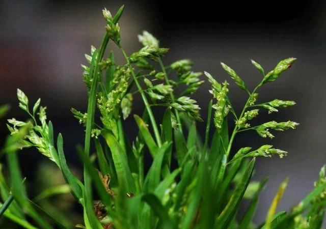 優(yōu)質(zhì)草坪草早熟禾的技術(shù)特點，種植養(yǎng)護(hù)有幾個要點