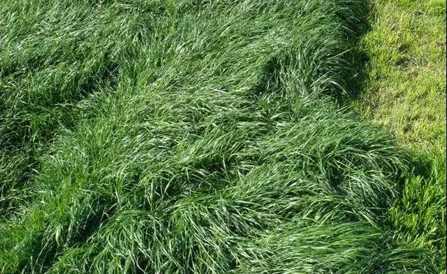 養(yǎng)牛最適合種植什么牧草比較好？種植方法是什么？
