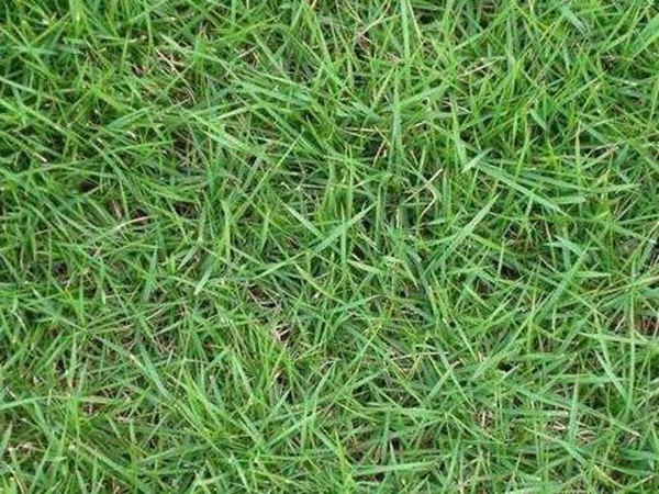 哪個公司有賣百慕大種子？種植后幾天可以發(fā)芽？