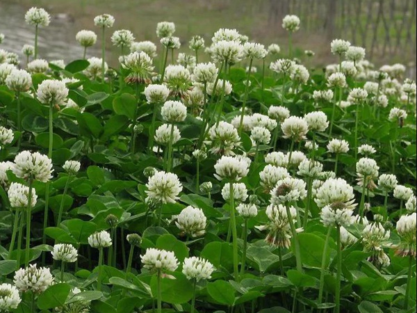 優(yōu)質(zhì)牧草白三葉草種——栽培技術