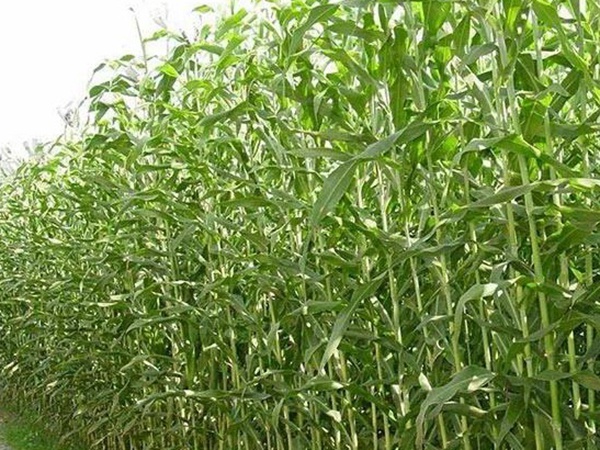 甜高粱的種植技術(shù)，種植需要注意什么