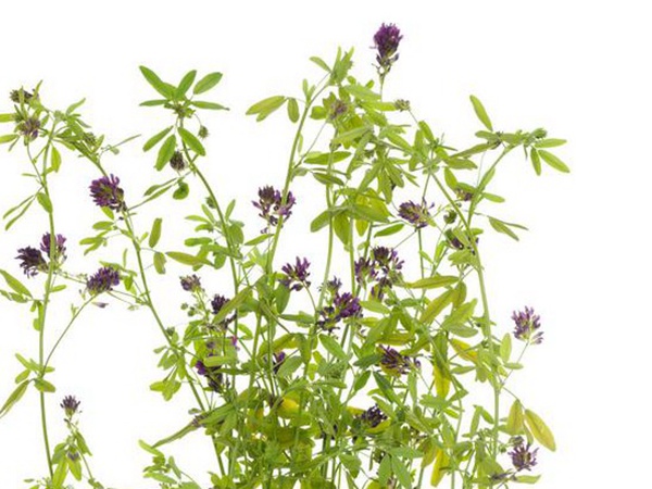 養(yǎng)羊如何選擇牧草？有什么需要注意的？
