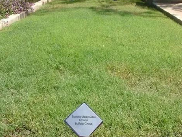 野牛草草坪建植特點(diǎn)以及介紹