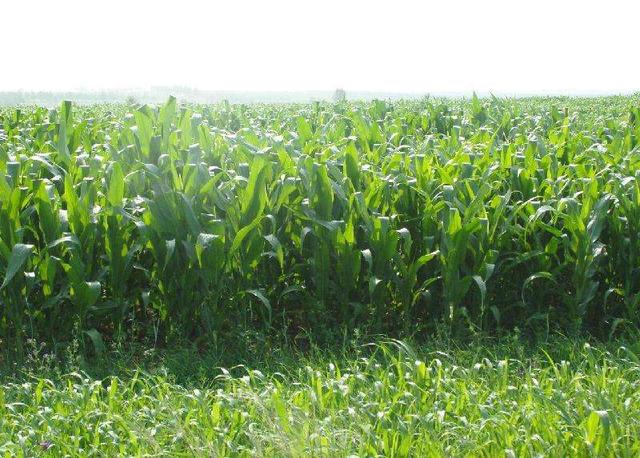 優(yōu)質(zhì)牧草——高丹草，種植高丹草種子如何高產(chǎn)？