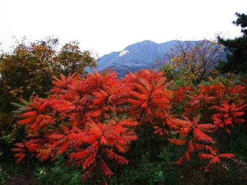 生命力頑強的鹽膚木，鹽膚木基本價值與種植技術(shù)介紹