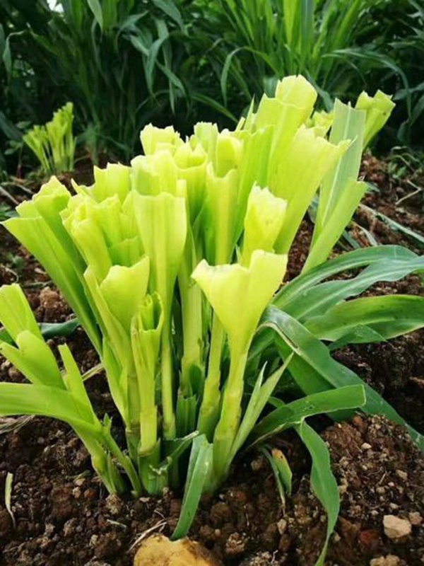 種植墨西哥玉米有這幾個(gè)要點(diǎn)，掌握好這幾個(gè)要點(diǎn)獲得高產(chǎn)量
