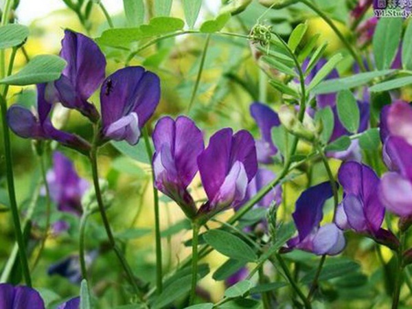 “牧草之王”紫花苜蓿怎么種植比較好，什么時候能種植比較合適？