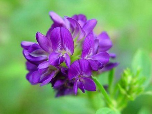 “牧草之王”紫花苜蓿怎么種植比較好，什么時候能種植比較合適？
