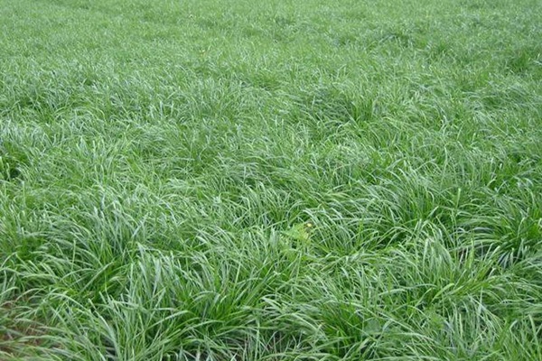 一年生黑麥草牧草種子適應(yīng)性強(qiáng)，易種植、產(chǎn)量高