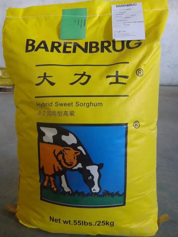 飼用甜高粱“大力士”助您脫貧攻堅！甜高粱牧草種子特性