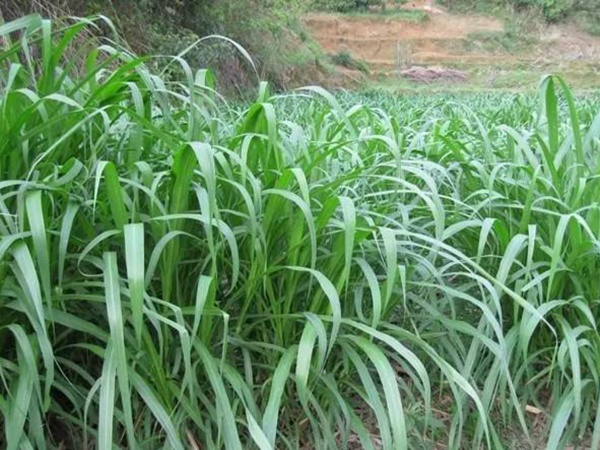 皇竹草種植方法？多少度下適合播種？