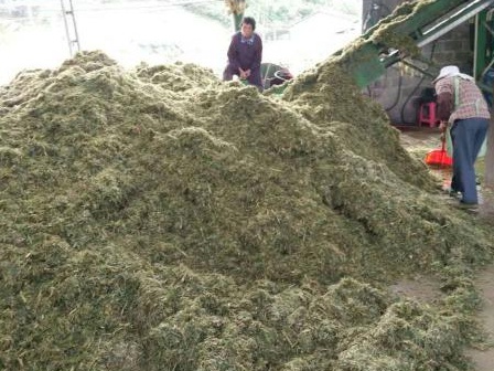 皇竹草可以養(yǎng)豬嗎？皇竹草牧草種子優(yōu)點(diǎn)有哪些？