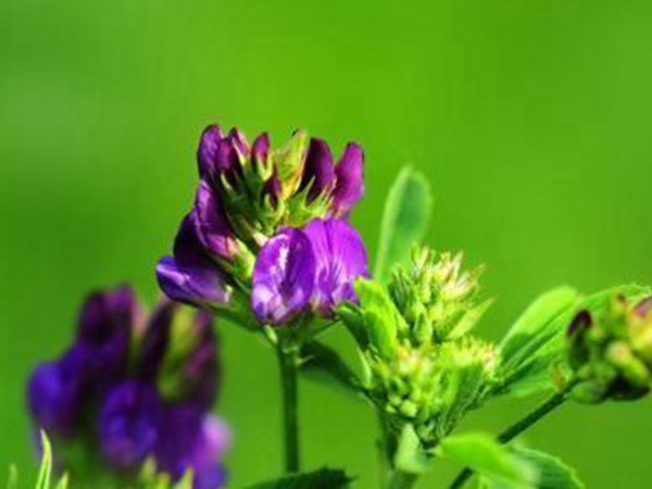 “牧草之王”紫花苜蓿怎么種植比較好，什么時候能種植比較合適？