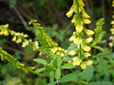 草木犀種植方法及特點(diǎn)介紹，什么時(shí)候種植比較好