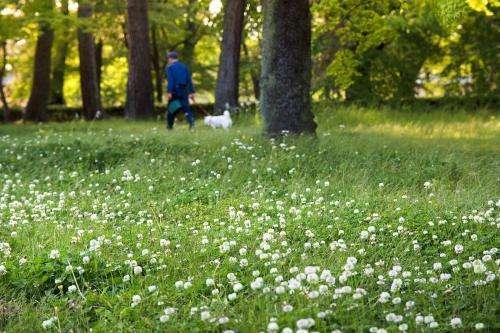 白三葉的種植技術(shù)，什么時(shí)候種植比較合適