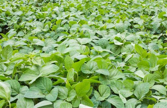 黑豆如何種植？種植方法是什么？有什么需要注意的？