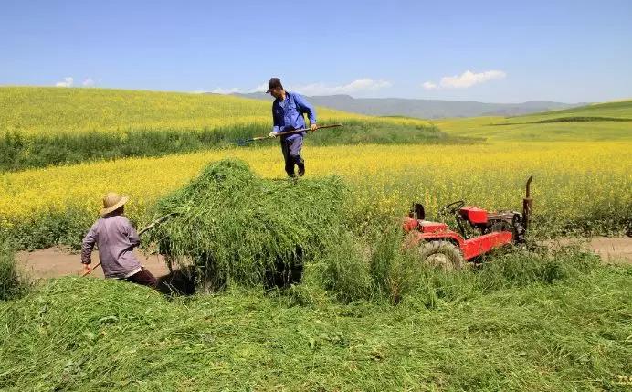 養(yǎng)牛最適合種植什么牧草比較好？種植方法是什么？