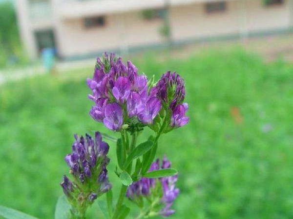 “牧草之王”紫花苜蓿怎么種植比較好，什么時候能種植比較合適？
