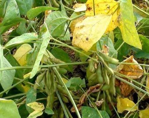 黑豆種植方法有哪些？什么時候播種比較合適？