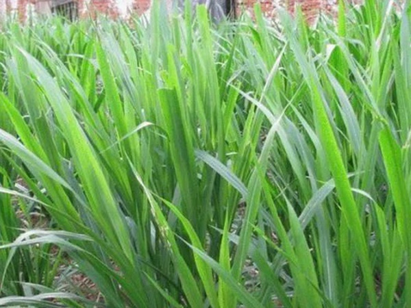 象草是一種高價值的飼料，種植栽培方法是什么