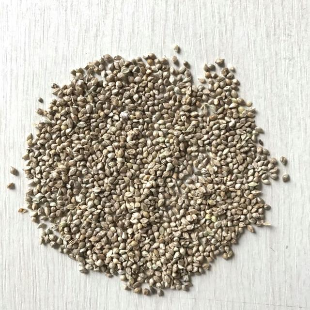 種植小米草的優(yōu)勢在哪里？養(yǎng)殖小龍蝦怎么樣？