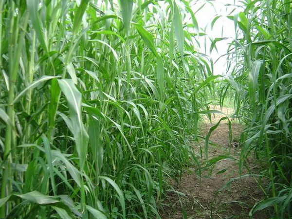 種植牧草需要注意的地方有很多，需要注意什么？