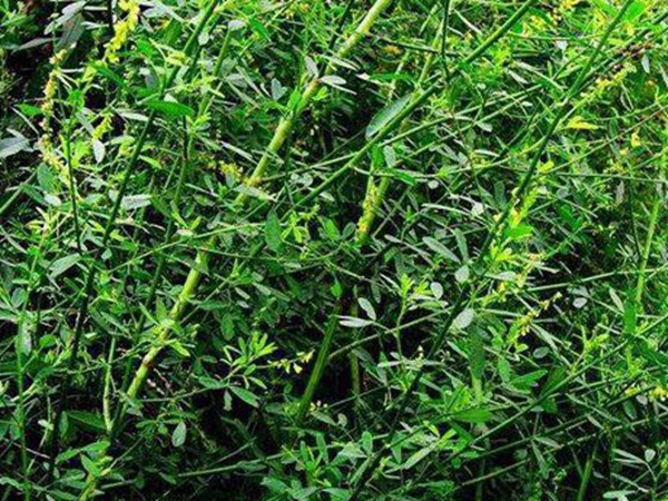 草木樨種子去哪里買比較好？育苗方法有哪些？