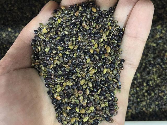 胡枝子的種植技術介紹，什么時候播種最佳？