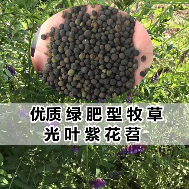 優(yōu)質(zhì)養(yǎng)蜂蜜源植物、牧草光葉紫花苕的種植技術(shù)