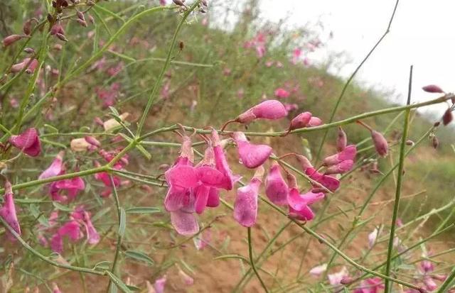 守護沙漠的花姑娘——花棒形態(tài)特征以及經(jīng)濟價值