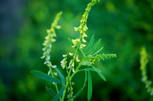 草木犀種植方法及特點(diǎn)介紹，什么時(shí)候種植比較好