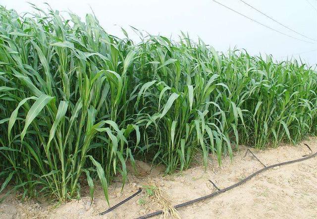 優(yōu)質(zhì)牧草——高丹草，種植高丹草種子如何高產(chǎn)？